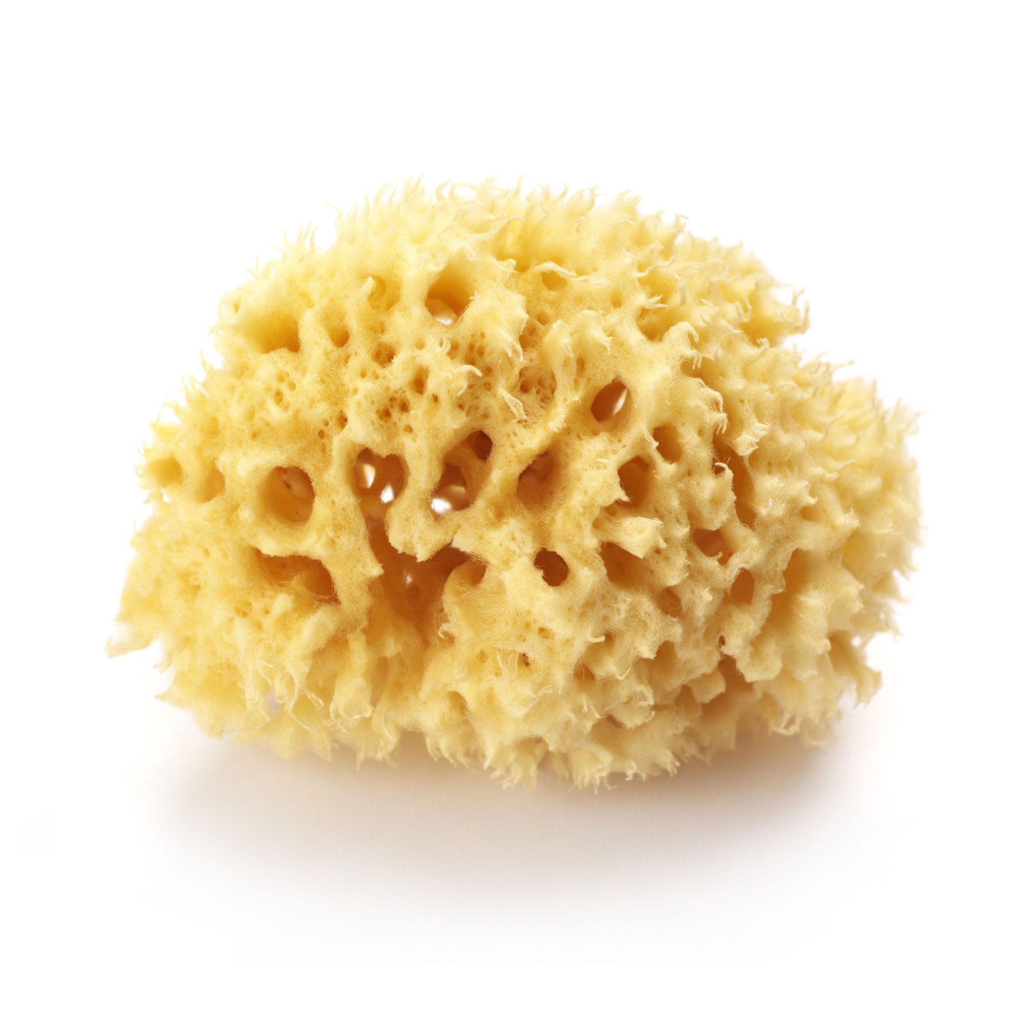 Naturschwamm Naturschwamm